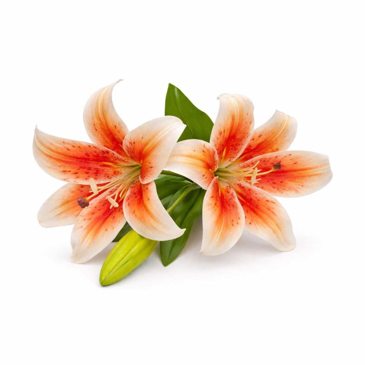 Crin artificial portocaliu cu alb cu 2 flori si boboc aspect natural elegant 35 cm