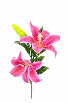 Crin artificial roz intens cu 2 flori si boboc aspect elegant decorativ 35 cm