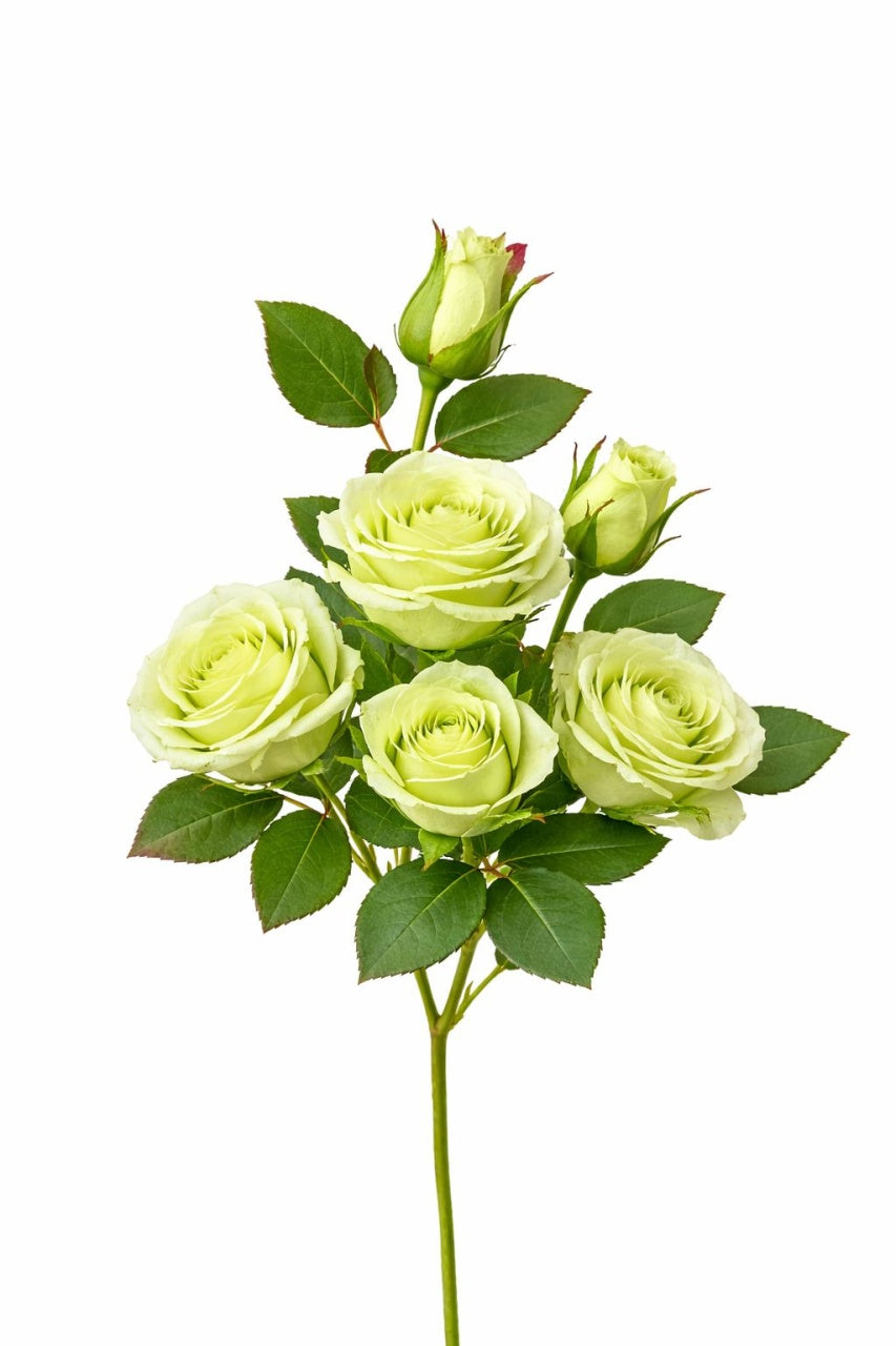 Set 3 trandafiri si 2 boboci verde deschis, decorativi, artificiali, 45 de cm