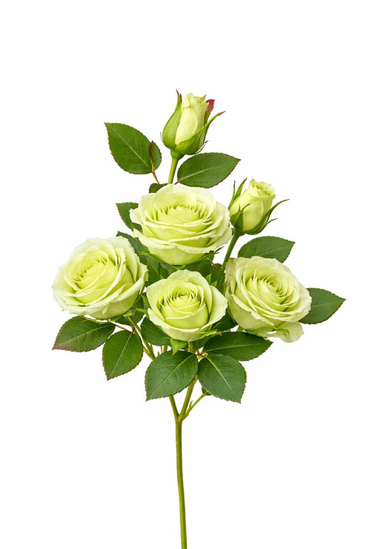 Set 3 trandafiri si 2 boboci verde deschis, decorativi, artificiali, 45 de cm